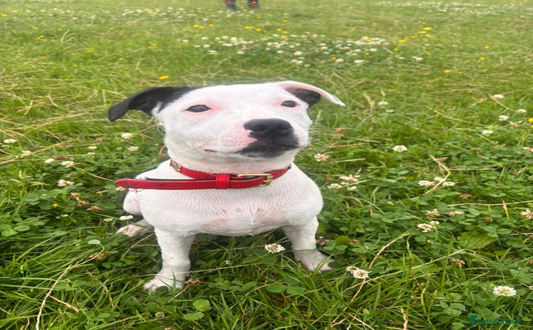 Staffordshire Bull Terrier dogs - Advert 1