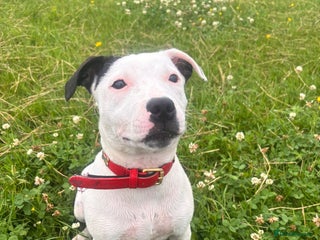 Staffordshire Bull Terrier dogs - Advert 1