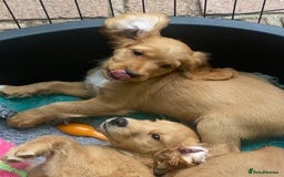 Cocker Spaniel dogs for sale: Stunning Working Cocker Spaniel Puppies - Image 16
