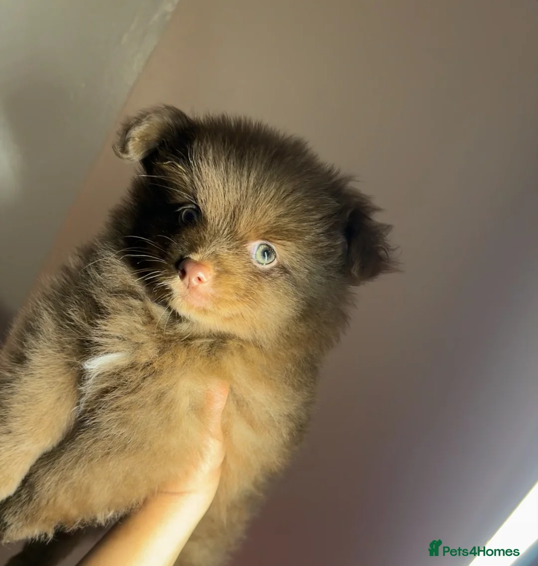 Pomeranian dogs for sale: Pomeranians - Advert 6