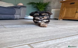 Yorkiepoo dogs for sale: Yorkipoo - Advert 1