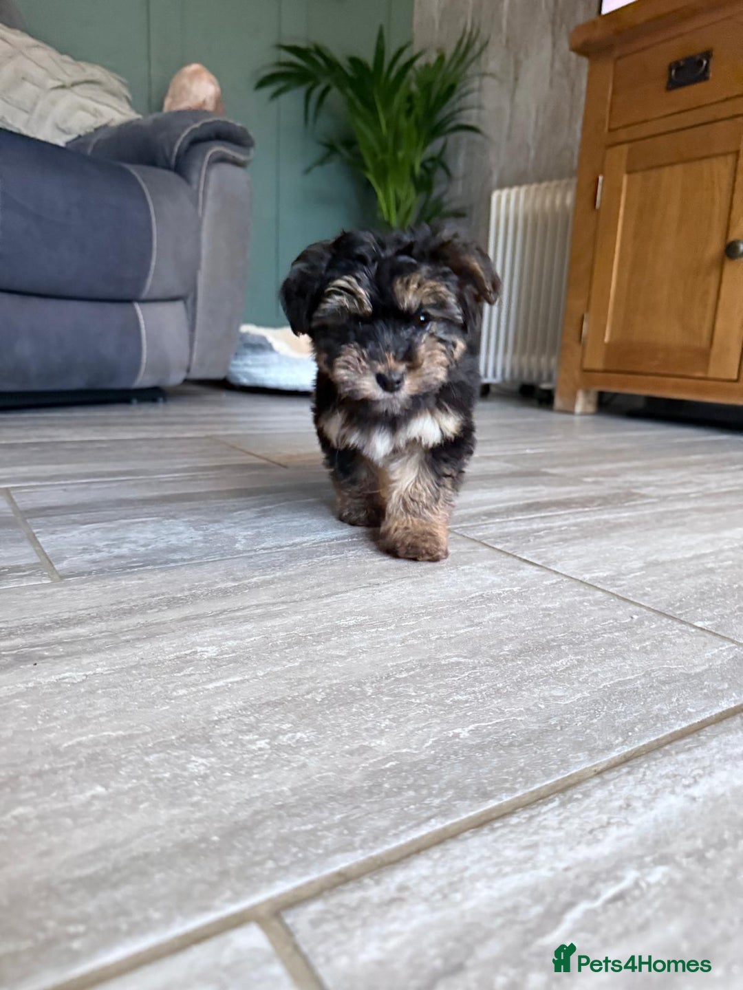 Yorkiepoo dogs for sale: Yorkipoo - Advert 1