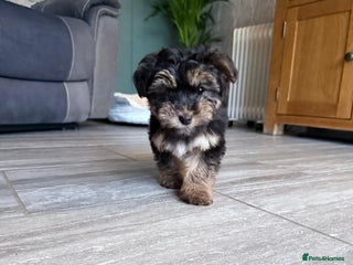 Yorkiepoo dogs for sale: Yorkipoo - Advert 1