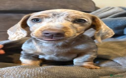 Miniature Dachshund dogs for sale: Miniature Isabella tan dapple/ blue and tan Girls - Image 10
