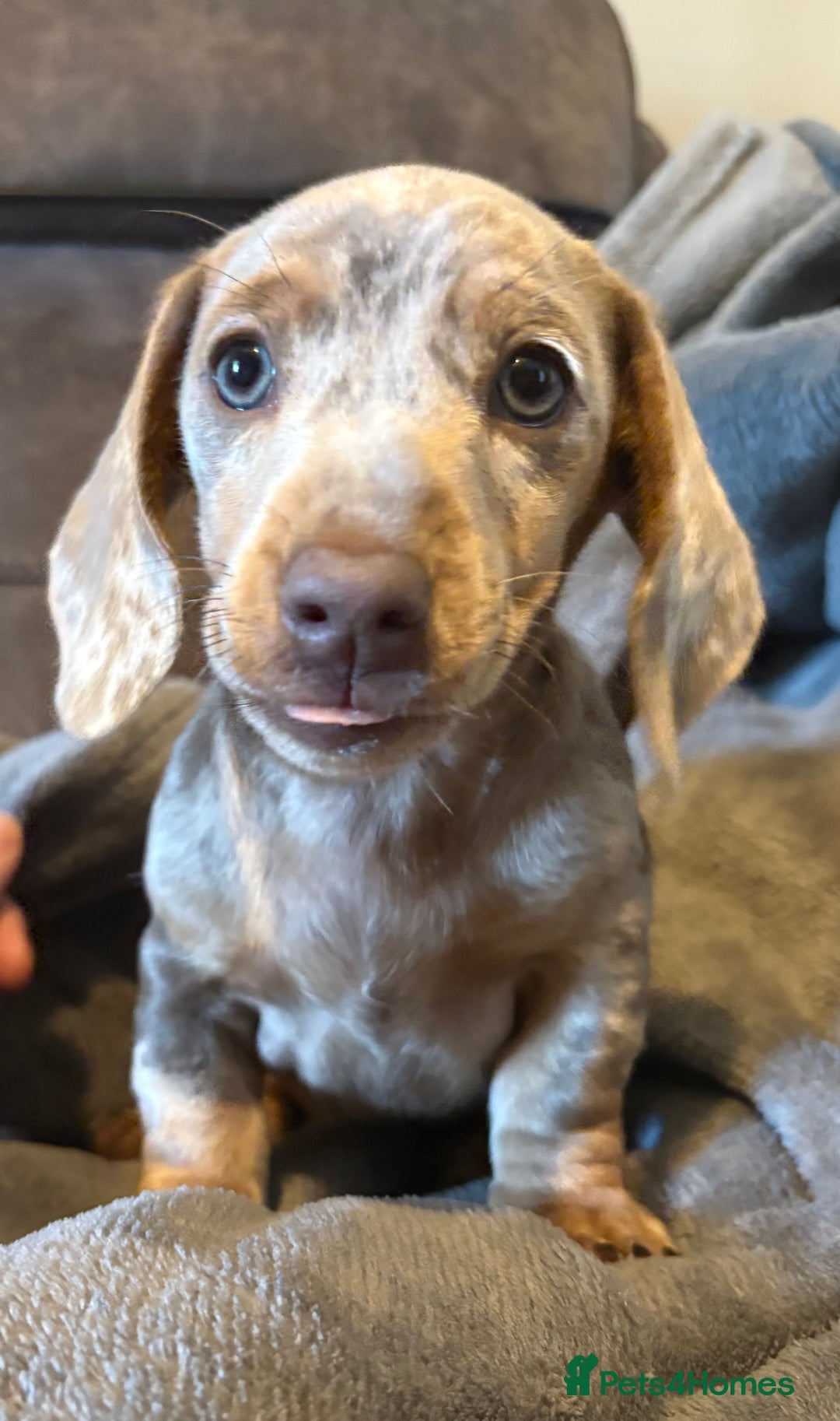 Miniature Dachshund dogs for sale: Miniature Isabella tan dapple/ blue and tan Girls - Image 10