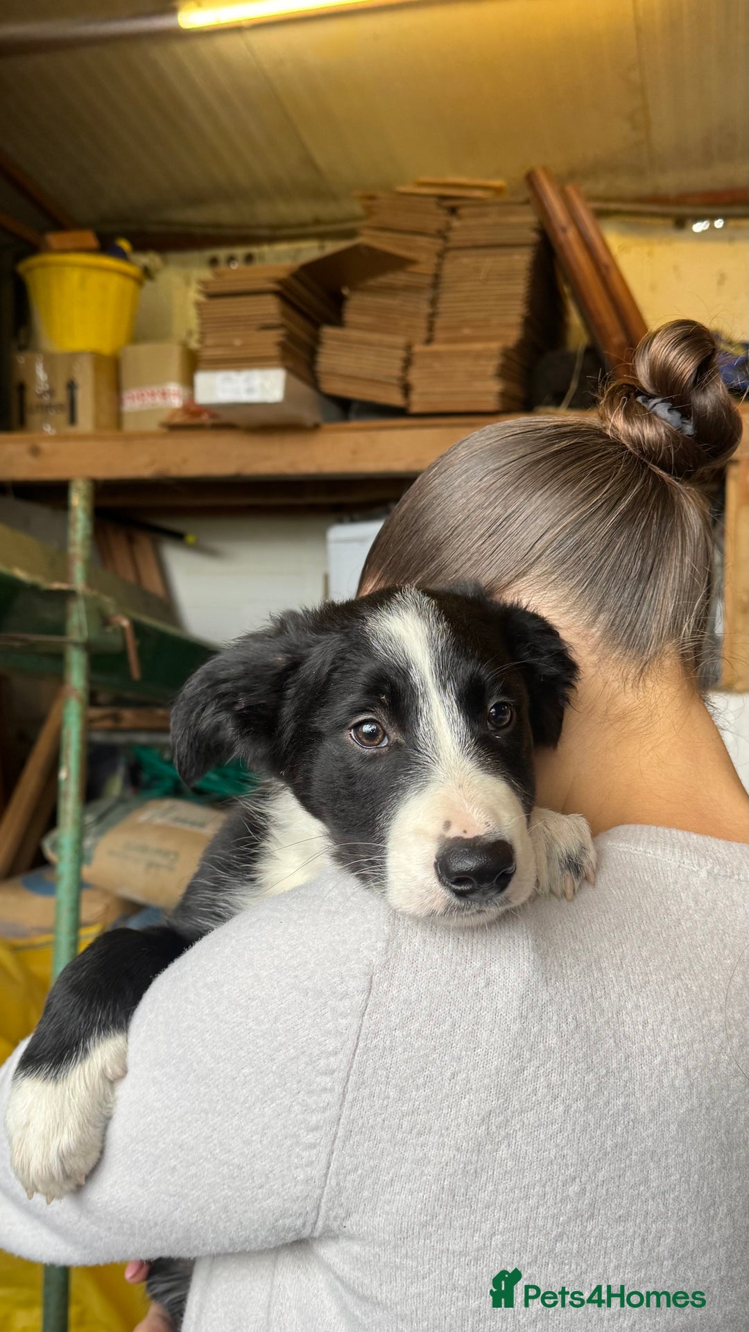 Border Collie dogs for sale: WORKING BORDER COLLIE PUPS - Image 2