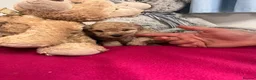 Miniature Poodle dogs for sale: 🐾 Adorable  Poodle Puppies for Sale! 🐾 - Advert 19