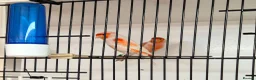Canaries birds for sale: Mosaic and Opal Canaries  - Advert 4