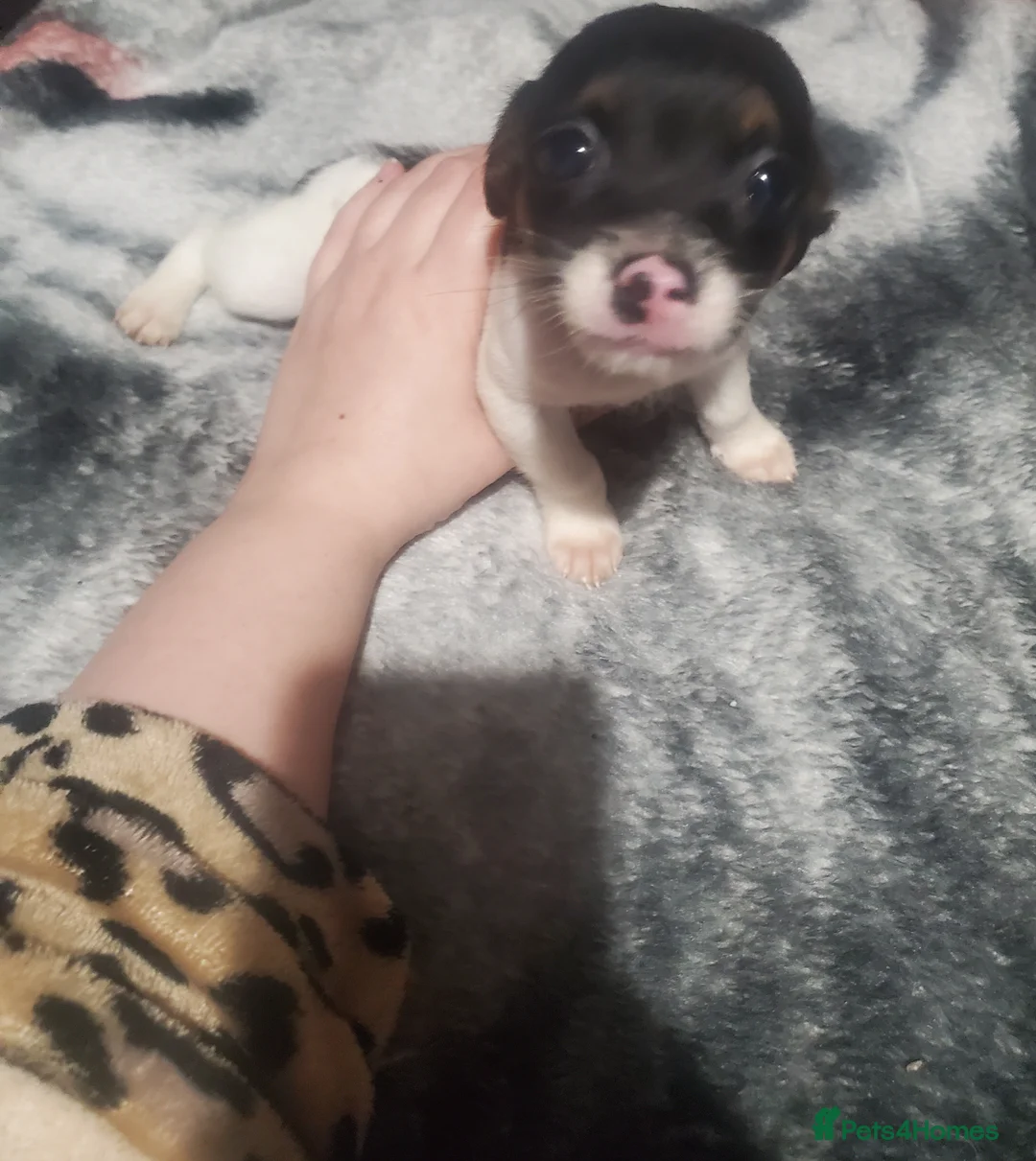 Jack Chi dogs for sale: Jack Chihuahua mix pups - Advert 2