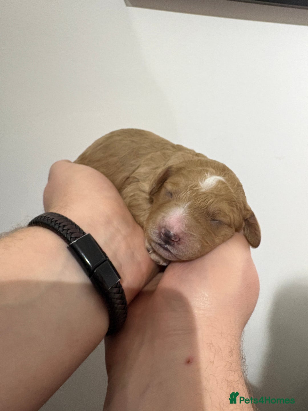 Cavapoo dogs for sale: 4 gorgeous cavapoo puppies - Advert 7