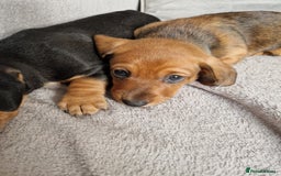 Dachshund dogs for sale: Boy / Girl - Image 4