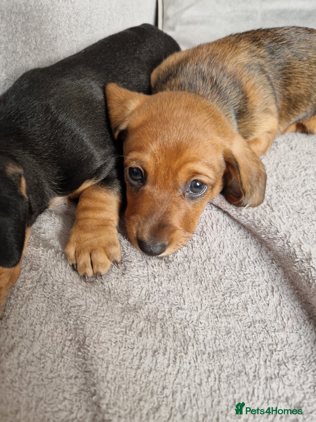 Dachshund dogs for sale: Boy / Girl - Image 4