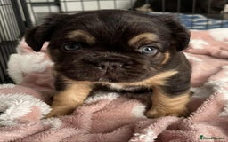 French Bulldog dogs for sale: Bellasbulliez visual fluffy french bulldog boy 💙 - Image 1