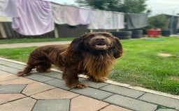 Cocker Spaniel dogs for stud: Sparkey, chocolate cocker spaniel  - Image 8