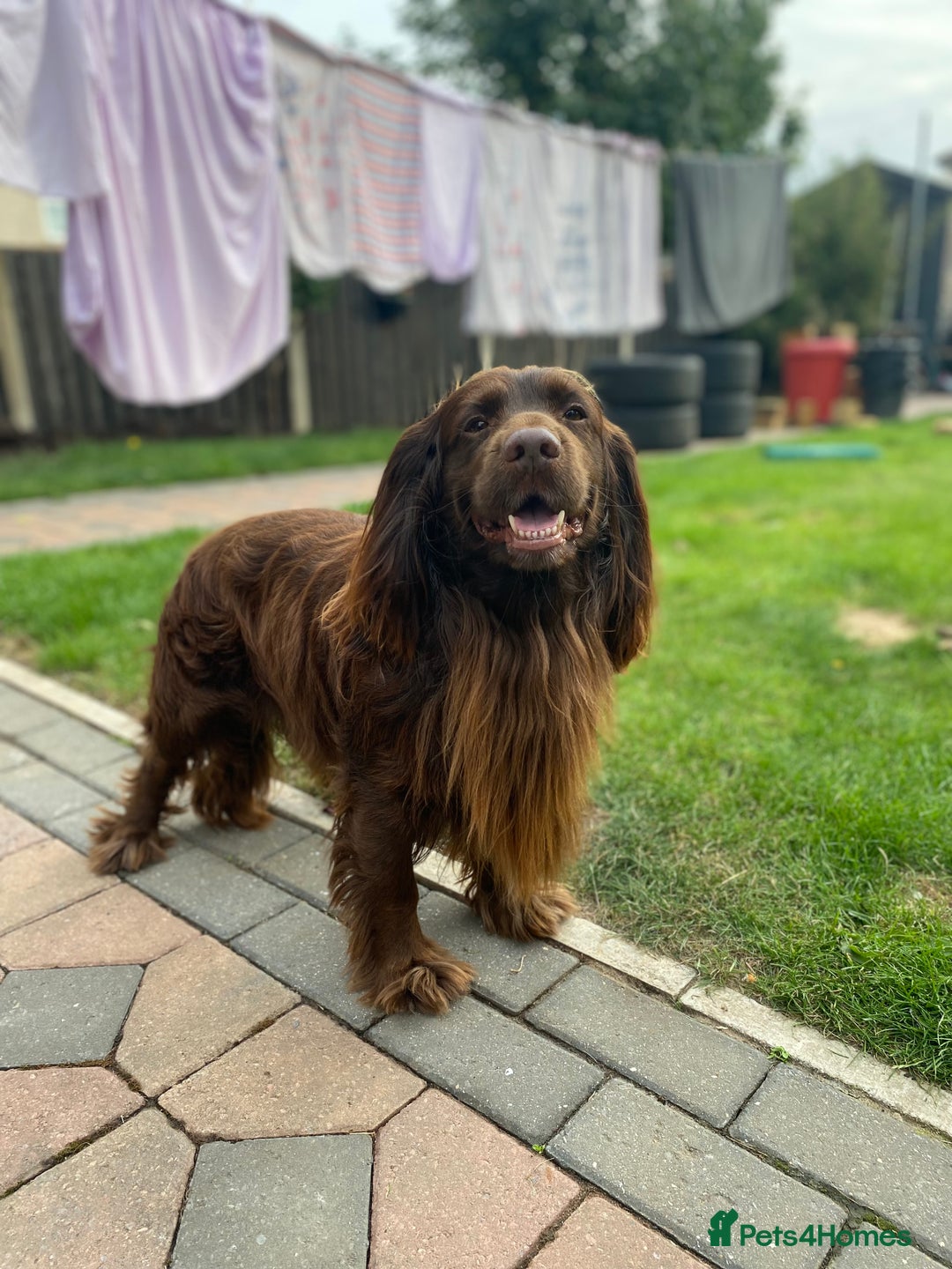 Cocker Spaniel dogs for stud: Sparkey, chocolate cocker spaniel  - Image 8
