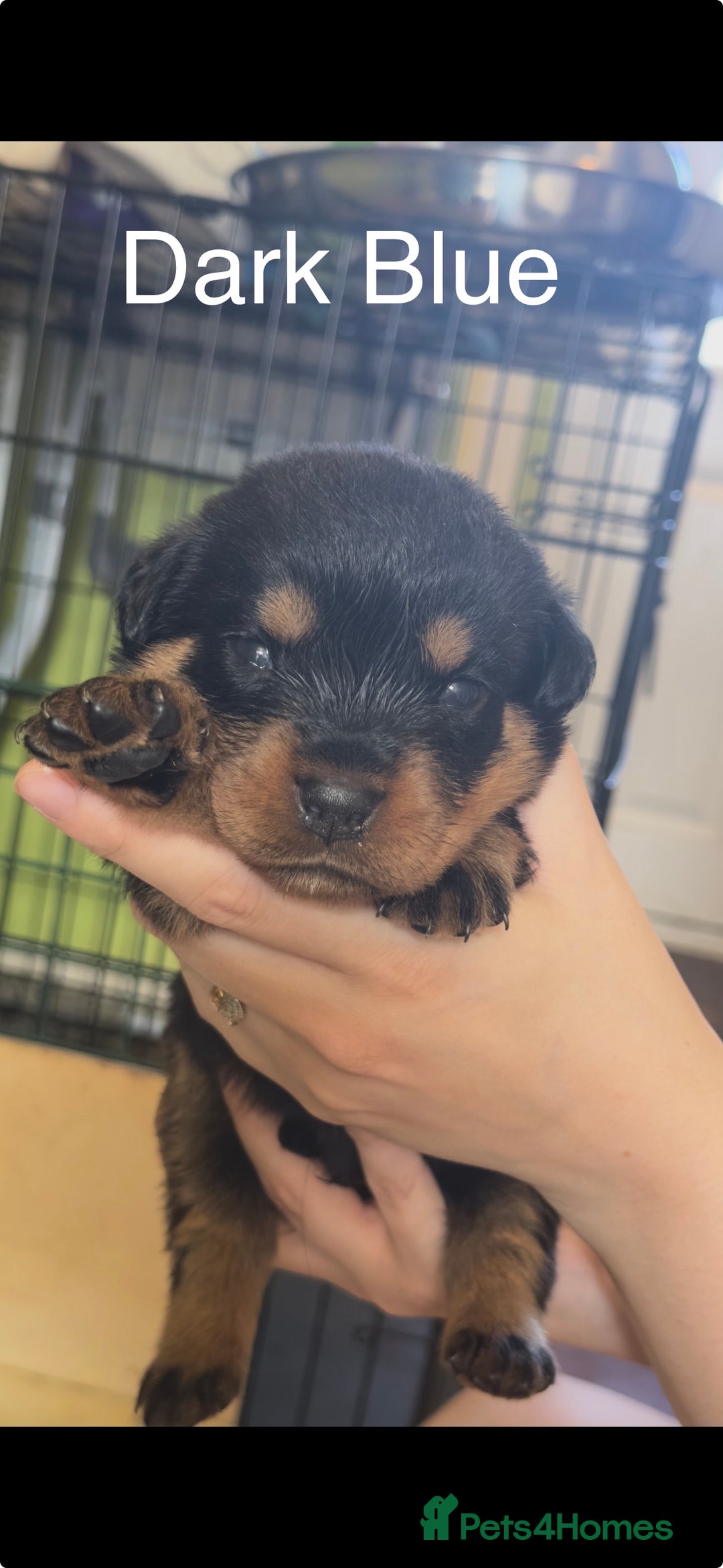 Rottweiler dogs for sale: CHUNKY PUREBREAD ROTTWEILERS  - Advert 20