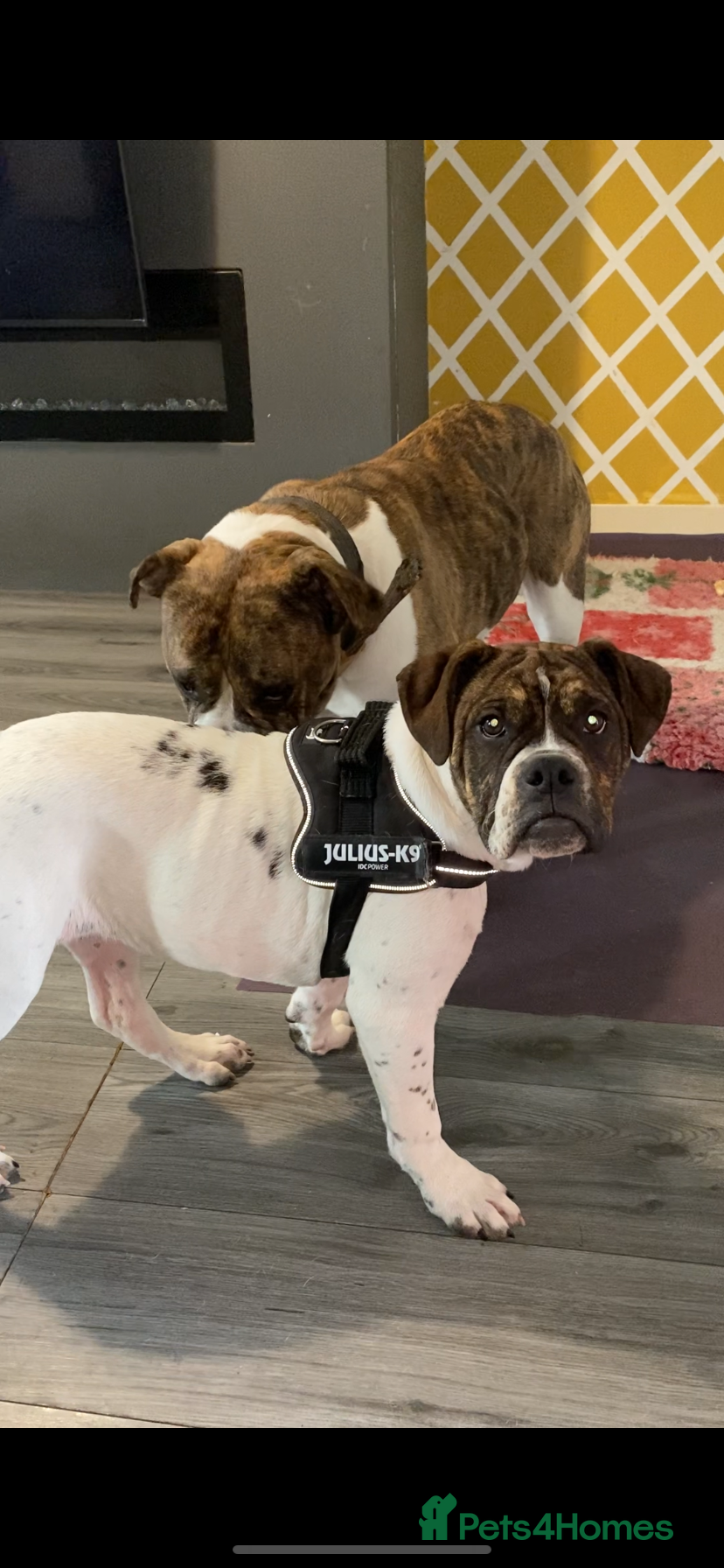 Alapaha Blue Blood Bulldog dogs Pure bred pedigree ALAPAHAS 2left - Advert 2