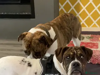 Alapaha Blue Blood Bulldog dogs Pure bred pedigree ALAPAHAS 2left - Advert 2