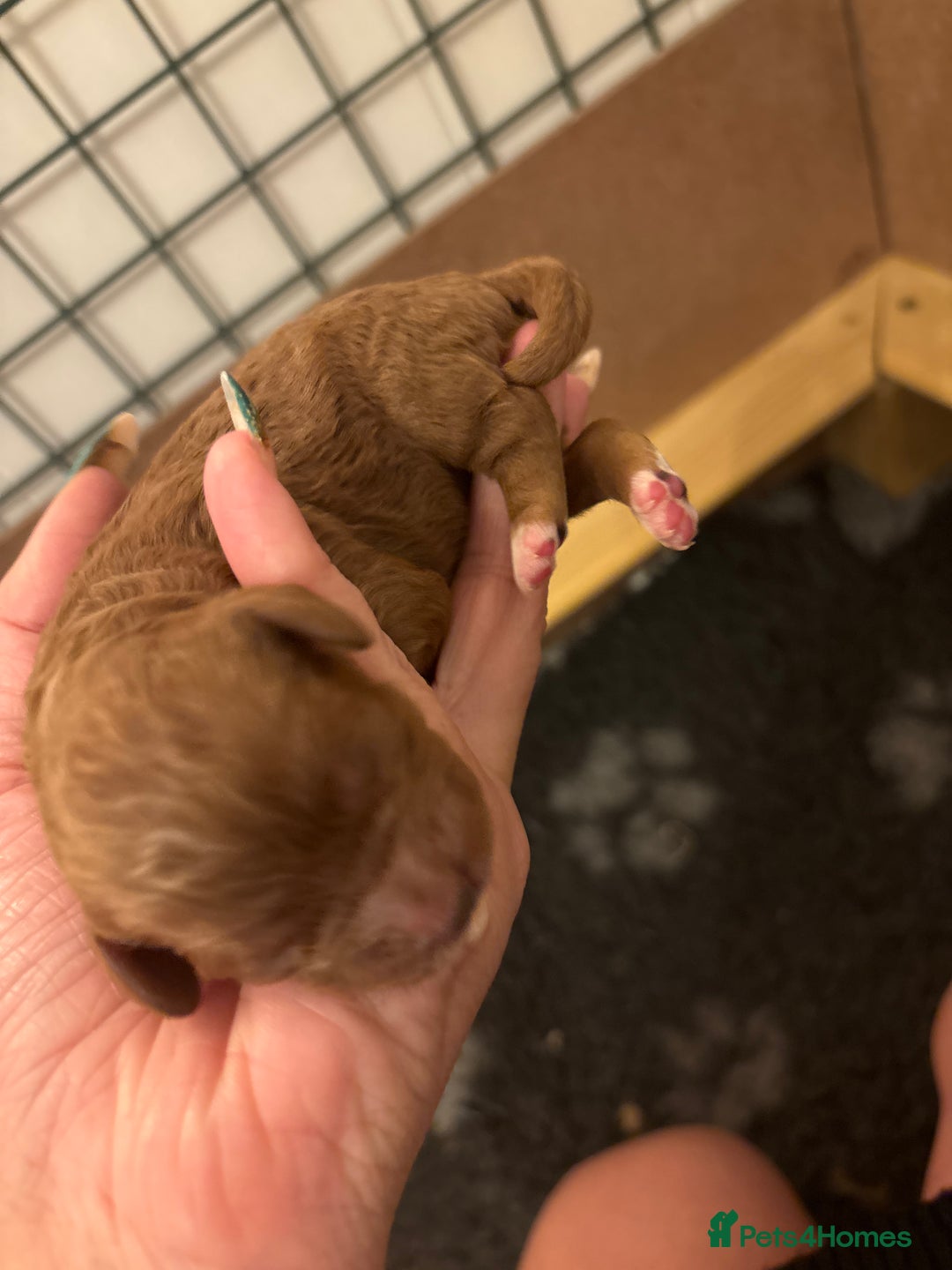 Cavapoo dogs for sale: Cavapoo F1B - Advert 9