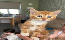 Domestic Shorthair cats for sale: Little ginger kitten - Image 1
