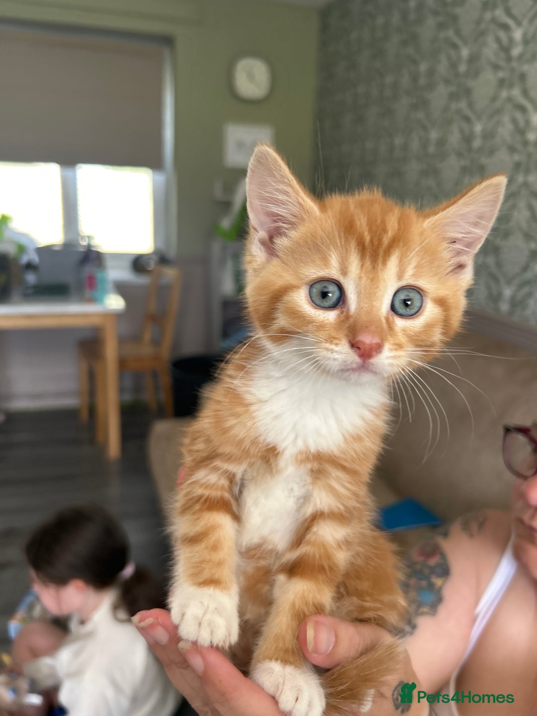Domestic Shorthair cats for sale: Little ginger kitten - Image 1