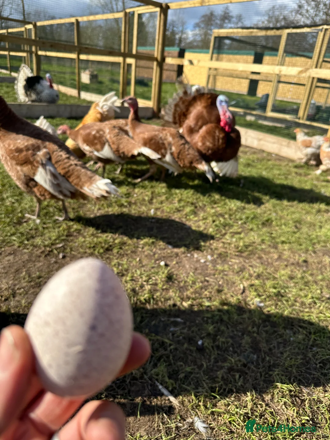 Turkeys poultry for sale: Bourbon red turkey poults  in Colchester - Advert 3