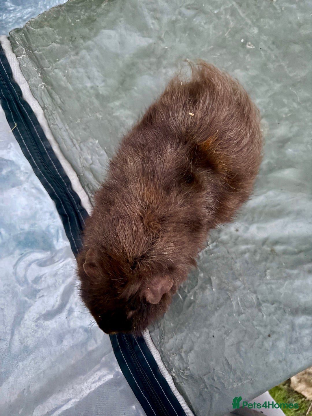 Guinea Pig rodents for sale: 5 month old bonded boy guinea pigs - Image 7