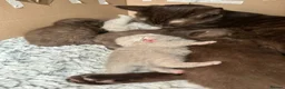 British Shorthair cats for sale: British shorthair kittens  - Advert 4