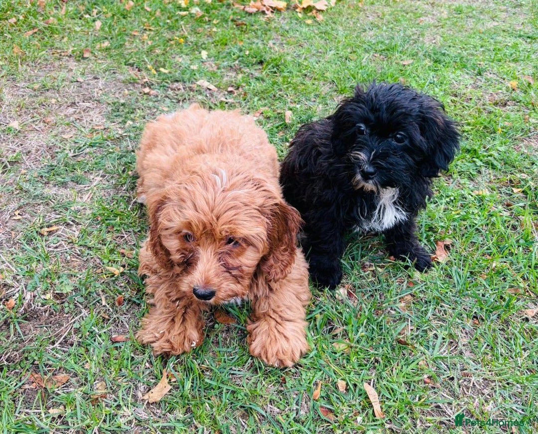 Shih Tzu dogs for sale: Shih Tzu Puppies  - Image 10