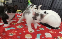 Mixed Breed cats for sale: 2 beautiful kittens for sale - Image 1