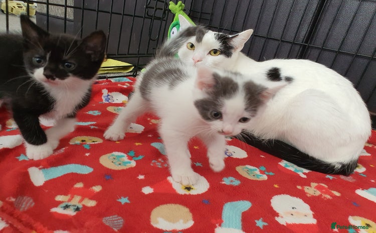 Mixed Breed cats - Advert 4