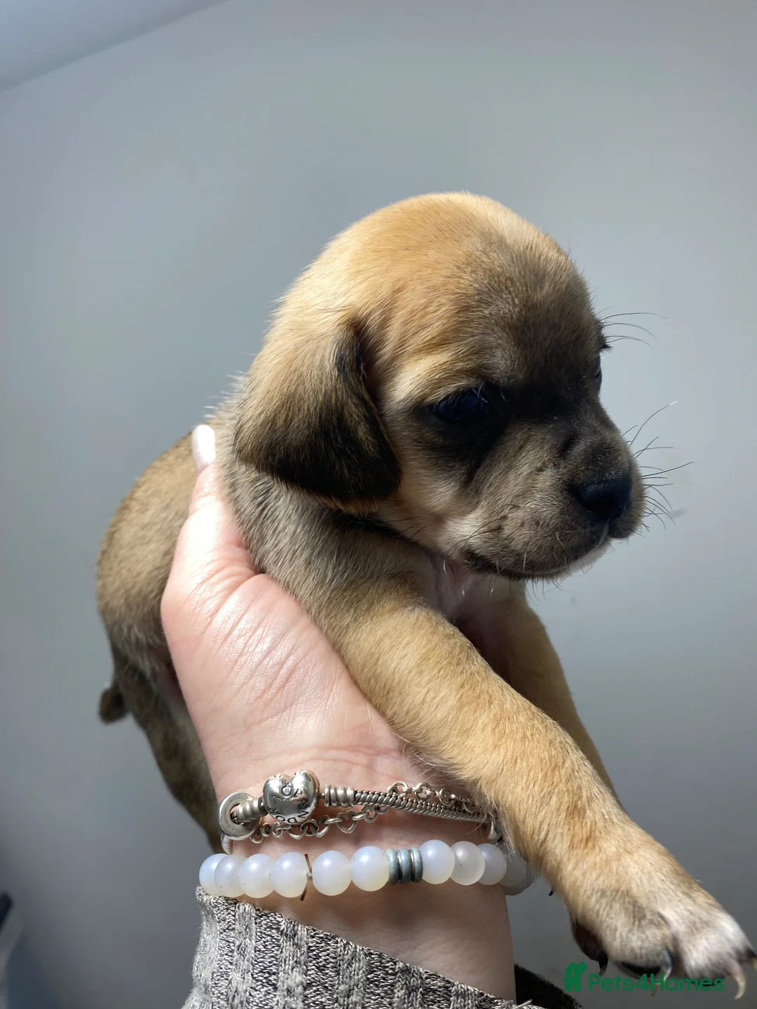 Cocker Spaniel dogs for sale: Cocker Spaniel Puppies – Ready to Leave 20/04/2026 - Advert 2