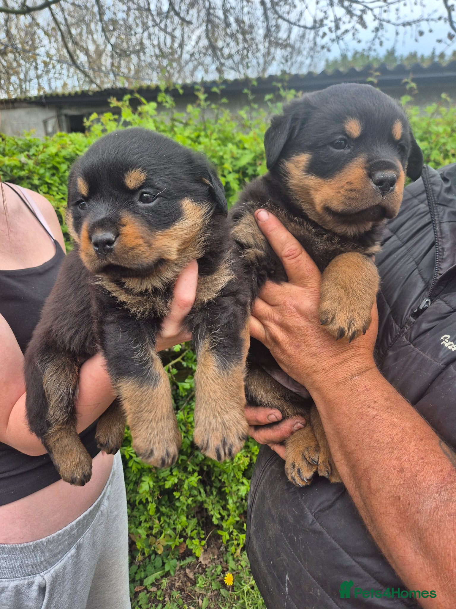 Rottweiler dogs 2 Beautiful rottweiler puppies 1 male 1 female  - Advert 4