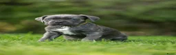 Cane Corso dogs for sale: 5 Towns Italian cane corso spring litter  - Advert 31