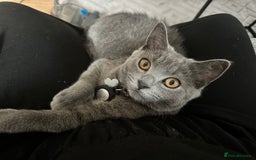 Scottish Fold cats for sale: Scottish straight boy  - Image 3