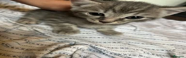 Grey tabby