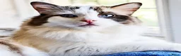 Ragdoll cats for sale: Stunning GCCF Ragdoll Kittens in Halifax - Advert 2