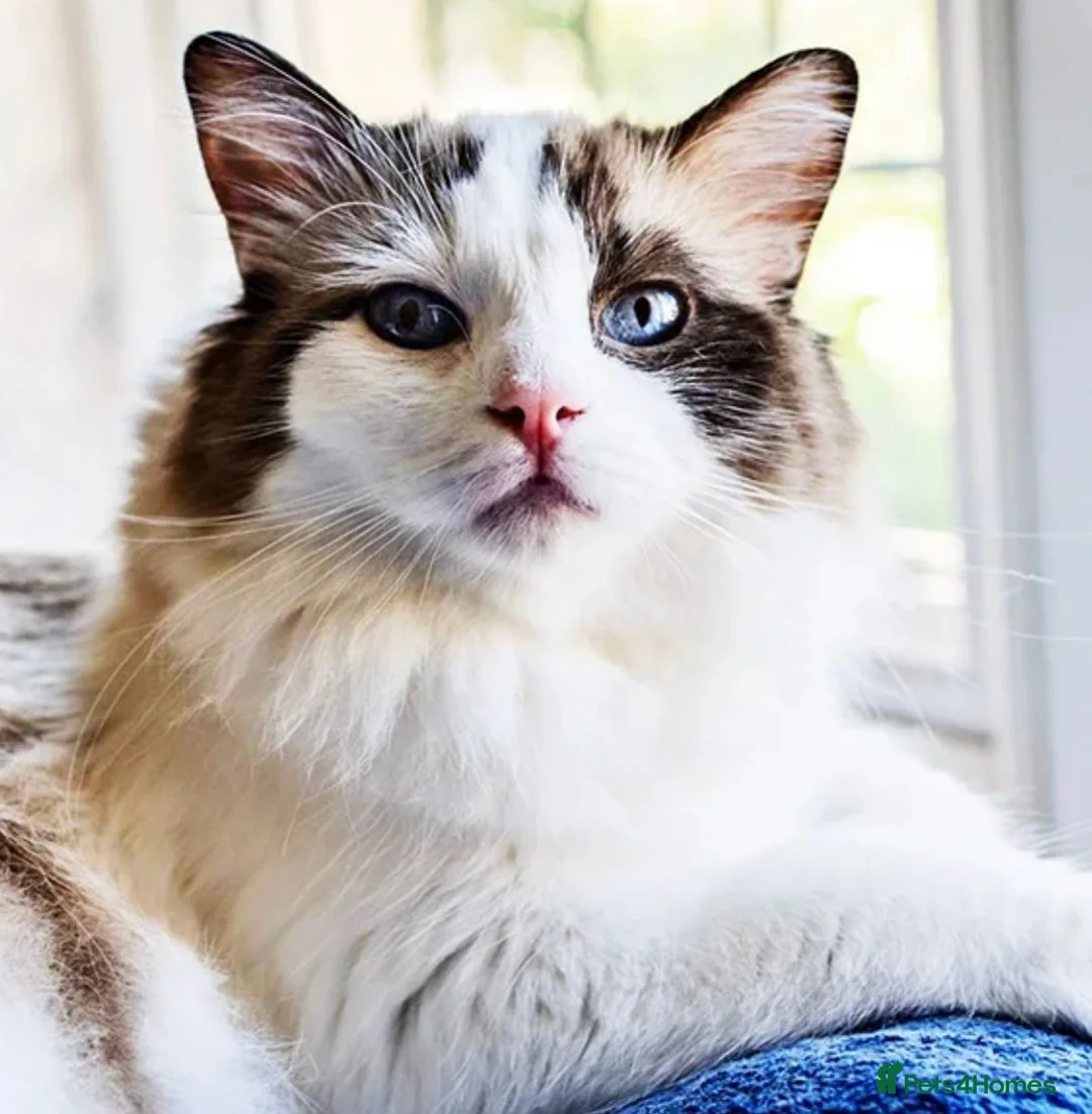 Ragdoll cats for sale: Stunning GCCF Ragdoll Kittens in Halifax - Advert 2