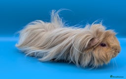 Guinea Pig rodents for sale: Guinea Pig Sow (Female) Adult - Image 2