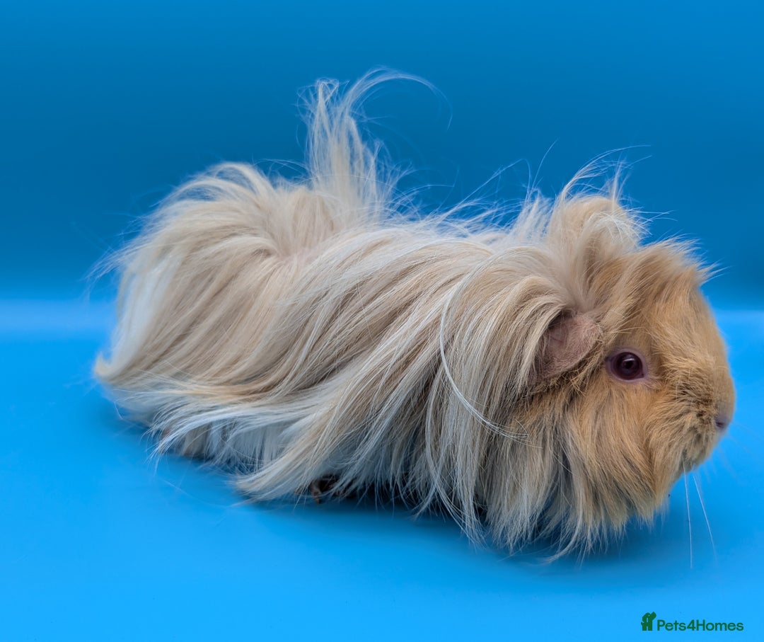Guinea Pig rodents for sale: Guinea Pig Sow (Female) Adult - Image 2