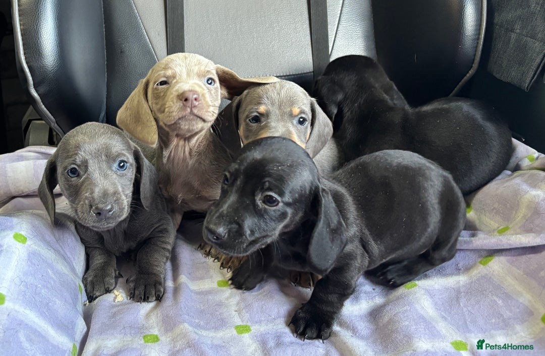Dachshund dogs for sale: GORGEOUS KC REG STANDARD MALE PUPS  - Advert 2