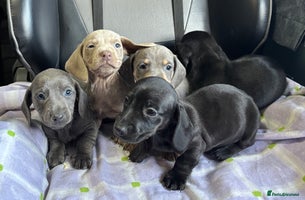 Dachshund dogs GORGEOUS KC REG STANDARD MALE PUPS - Advert 7