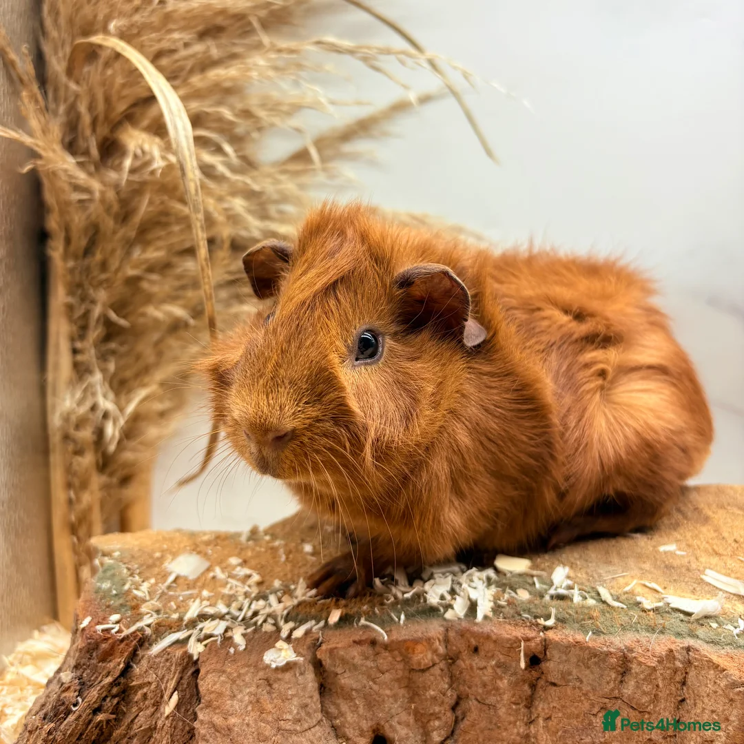 Guinea Pig rodents for sale: Multiple Baby Boy Guinea Pigs for sale  - Advert 2
