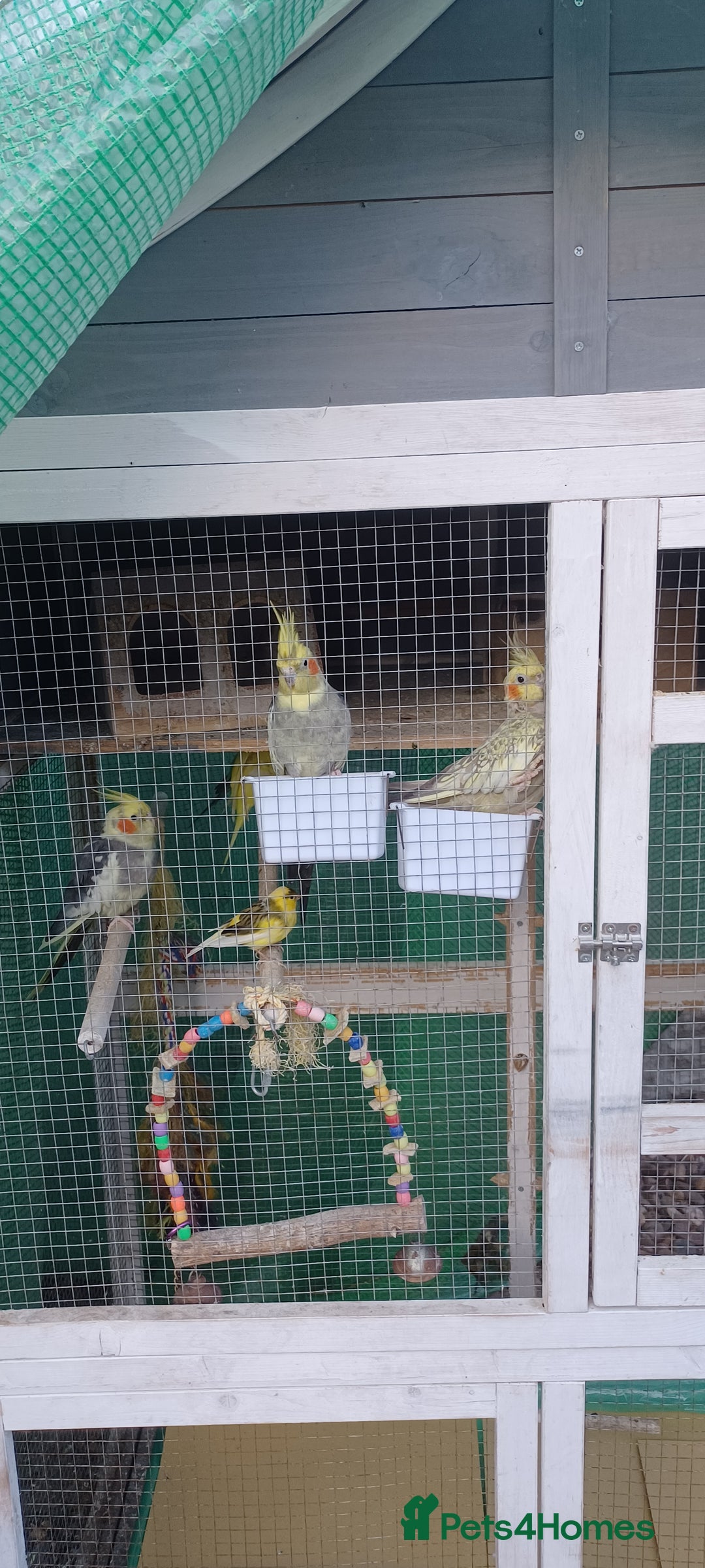 Cockatiels birds for sale: 3 cocketiels for sale - Image 19