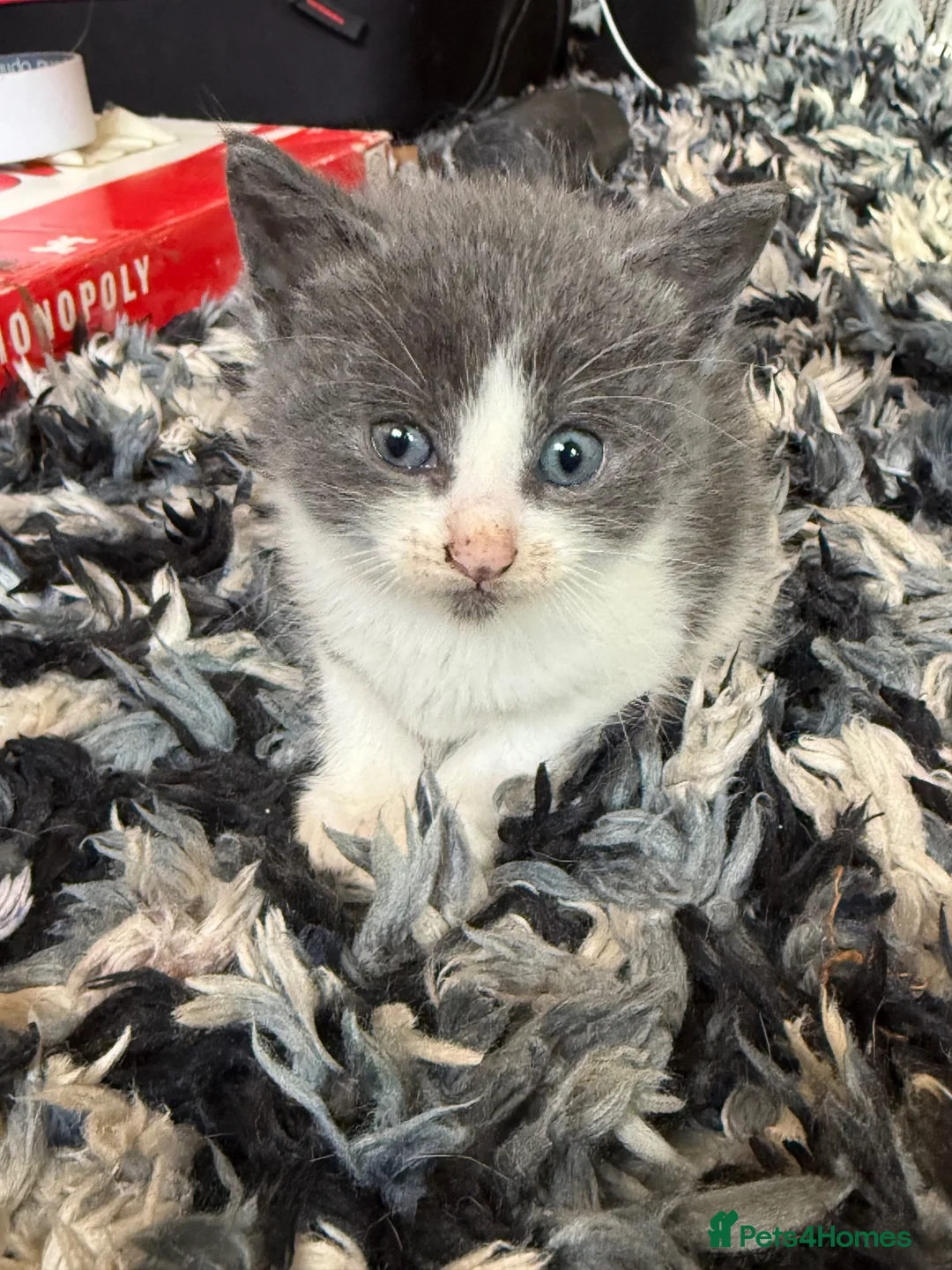 Mixed Breed cats for sale: *Beautiful mixed litter* - Advert 30