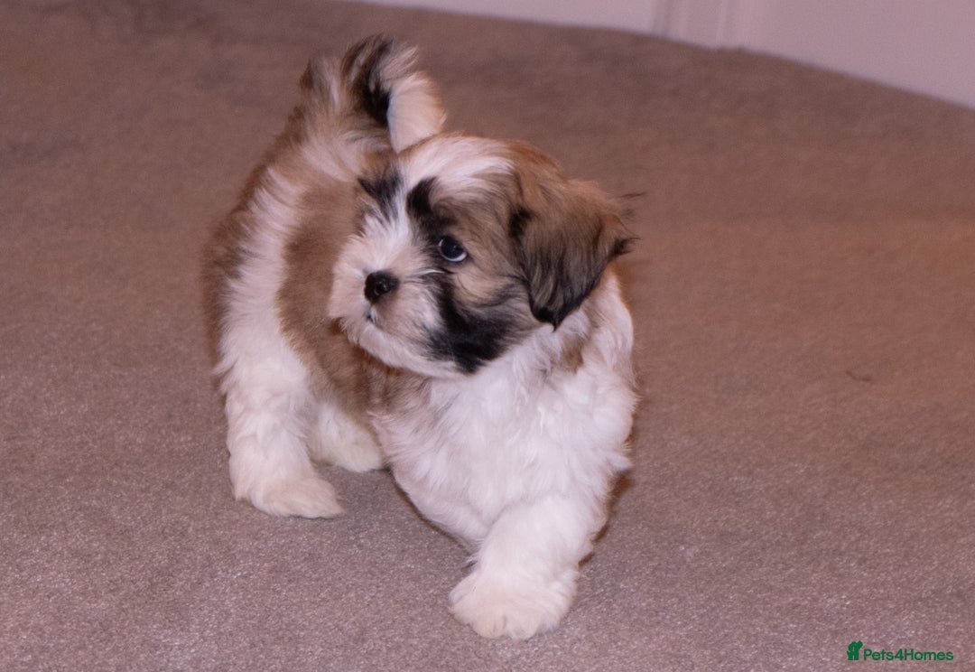 Lhasa Apso dogs for sale: Adorable Lhasa Apso Puppies full pedigree - Advert 9