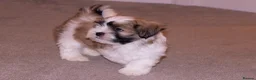 Lhasa Apso dogs for sale: Adorable Lhasa Apso Puppies full pedigree - Advert 10