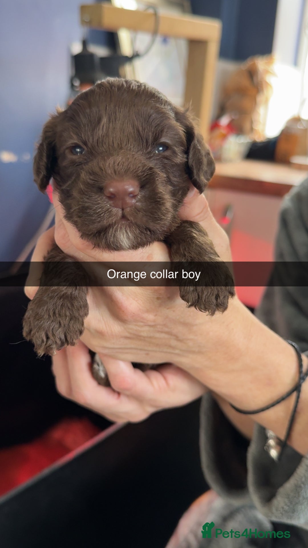 Cockapoo dogs for sale: ABSOLUTELY GORGEOUS F1 COCKAPOO PUPS!! - Image 7