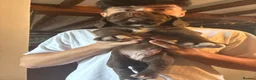 Springador dogs for sale: 2 adorable springadors  in Wrexham - Advert 3