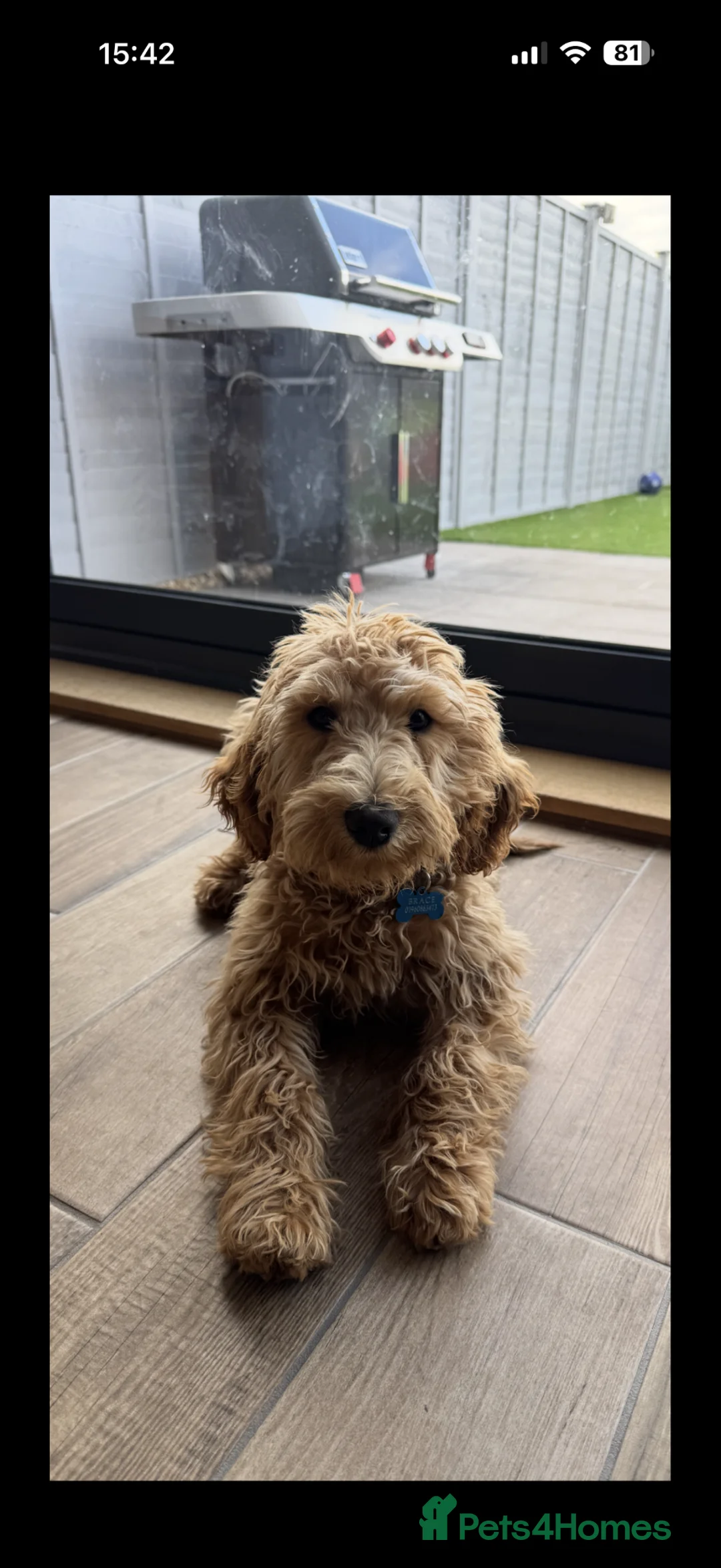 Double Doodle dogs for sale: Double Doodle Puppy / Young Dog 15 months old - Advert 2